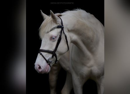 Deutsches Reitpony, Stute, 9 Jahre, 146 cm, Cremello