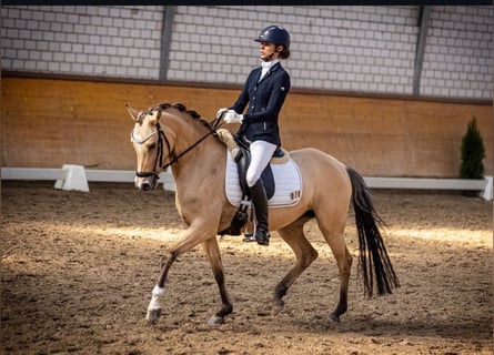 Deutsches Reitpony, Stute, 9 Jahre, 146 cm, Falbe