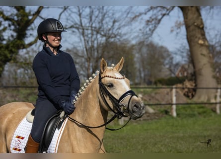 Deutsches Reitpony, Stute, 9 Jahre, 146 cm, Palomino