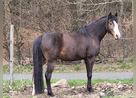Deutsches Reitpony, Stute, 9 Jahre, 147 cm, Brauner