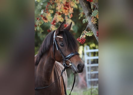 Deutsches Reitpony, Stute, 9 Jahre, 147 cm, Dunkelbrauner