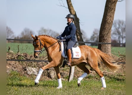 Deutsches Reitpony, Stute, 9 Jahre, 147 cm, Fuchs