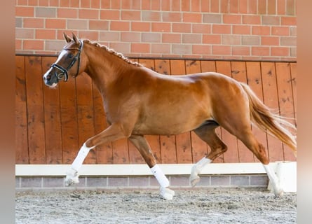Deutsches Reitpony, Stute, 9 Jahre, 148 cm, Fuchs