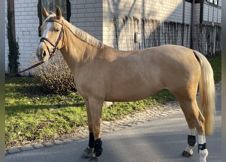 Deutsches Reitpony, Stute, 9 Jahre, 148 cm, Palomino