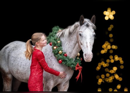 Deutsches Reitpony, Stute, 9 Jahre, 148 cm, Tigerschecke