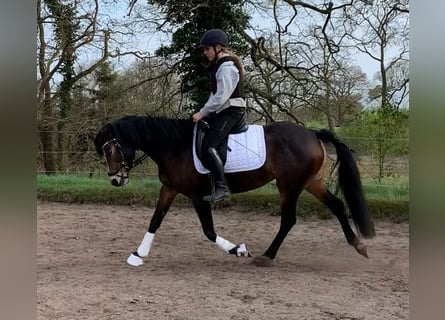 Deutsches Reitpony, Stute, 9 Jahre, 150 cm, Brauner