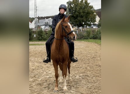 Deutsches Reitpony Mix, Stute, 9 Jahre, 152 cm, Fuchs