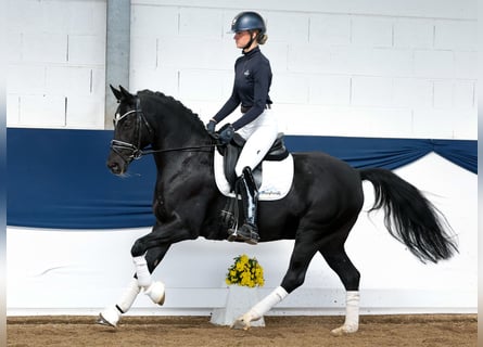 Deutsches Reitpony, Stute, 9 Jahre, 153 cm, Rappe