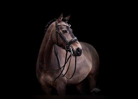 Deutsches Reitpony, Stute, 9 Jahre, 155 cm, Buckskin
