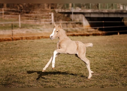 Deutsches Reitpony, Stute, Fohlen (03/2026), 145 cm, Palomino