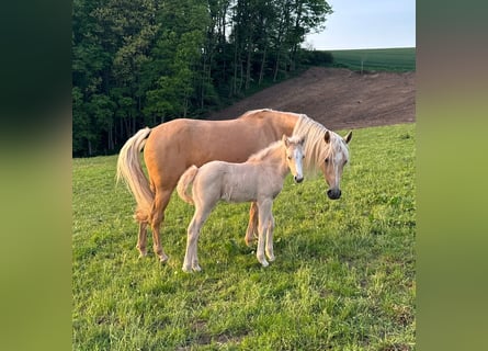 Deutsches Reitpony, Stute, , 146 cm, Palomino