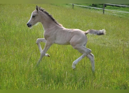 Deutsches Reitpony, Stute, , 147 cm, Buckskin