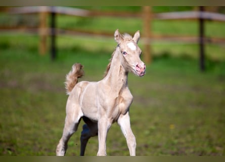 Deutsches Reitpony, Stute, , 147 cm, Perlino