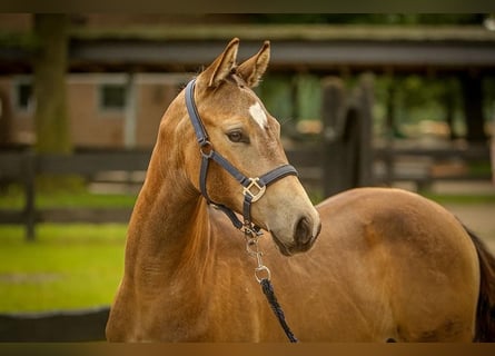 Deutsches Reitpony, Stute, Fohlen (02/2024), 148 cm, Buckskin