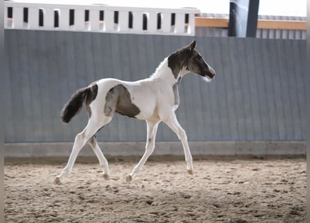 Deutsches Reitpony, Stute, Fohlen (06/2025), 148 cm, Schecke