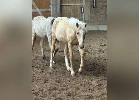 Deutsches Reitpony Mix, Stute, Fohlen (03/2026), 150 cm, Palomino
