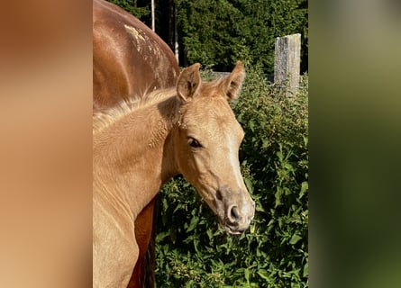 Deutsches Reitpony, Stute, , 150 cm, Palomino
