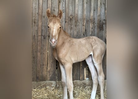 Deutsches Reitpony, Stute, , 150 cm, Palomino