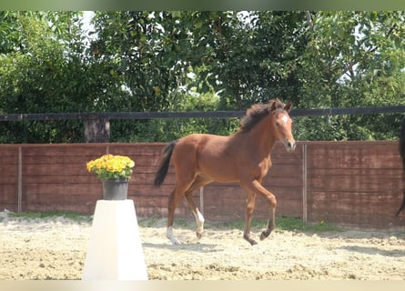 Deutsches Reitpony, Stute, Fohlen (03/2025), 153 cm, Brauner