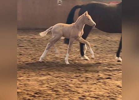 Deutsches Reitpony, Stute, Fohlen (03/2025), 155 cm, Palomino
