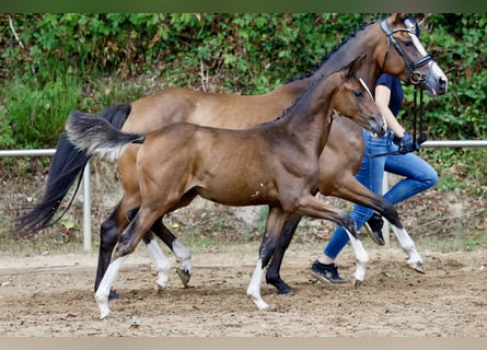 Deutsches Reitpony, Stute, Fohlen (05/2026), Brauner