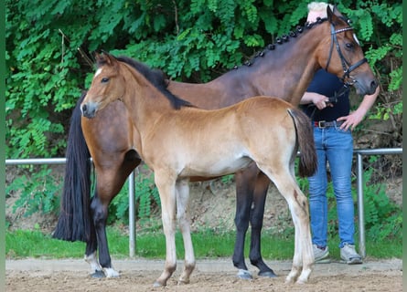 Deutsches Reitpony, Stute, Fohlen (04/2024), Brauner