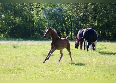 Deutsches Reitpony, Stute, Fohlen (03/2026), Brauner