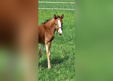 Deutsches Reitpony, Stute, , Brauner