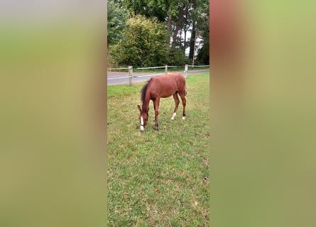 Deutsches Reitpony, Stute, Fohlen (03/2025), Brauner