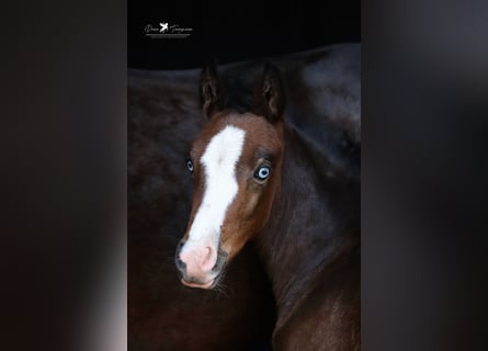 Deutsches Reitpony, Stute, , Brauner