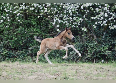 Deutsches Reitpony, Stute, Fohlen (03/2024), Brauner