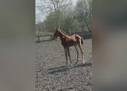 Deutsches Reitpony, Stute, Fohlen (04/2026), Brauner