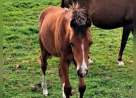 Deutsches Reitpony, Stute, Fohlen (03/2026), Brauner