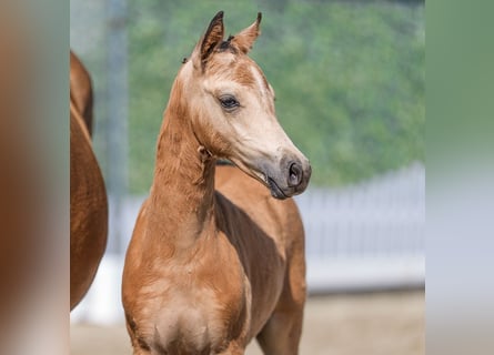 Deutsches Reitpony, Stute, Fohlen (05/2026), Buckskin