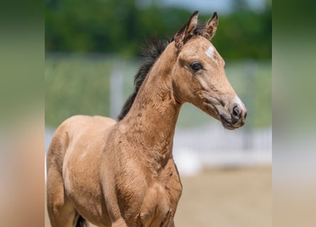 Deutsches Reitpony, Stute, Fohlen (04/2026), Buckskin