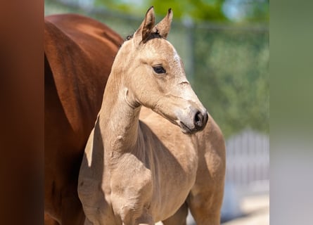 Deutsches Reitpony, Stute, Fohlen (03/2026), Buckskin