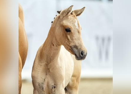 Deutsches Reitpony, Stute, Fohlen (05/2024), Buckskin