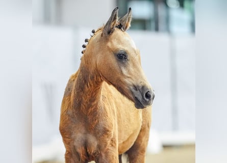 Deutsches Reitpony, Stute, Fohlen (04/2024), Buckskin