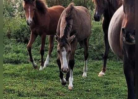 Deutsches Reitpony, Stute, Fohlen (03/2026), Buckskin