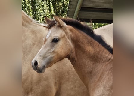 Deutsches Reitpony, Stute, Fohlen (03/2024), Buckskin