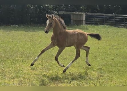 Deutsches Reitpony, Stute, Fohlen (05/2026), Buckskin
