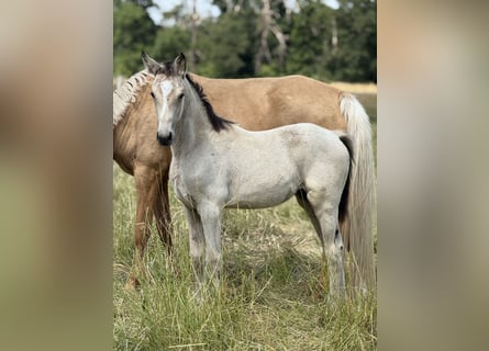 Deutsches Reitpony, Stute, Fohlen (03/2025), Buckskin
