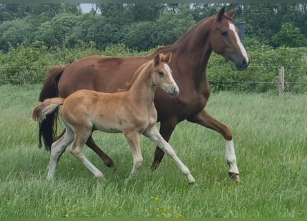 Deutsches Reitpony, Stute, 