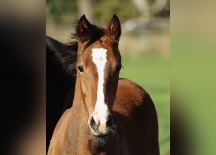 Deutsches Reitpony, Stute, Fohlen (04/2025)