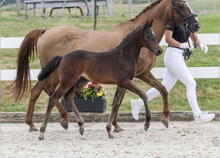 Deutsches Reitpony, Stute, Fohlen (06/2025), Dunkelbrauner