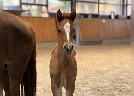 Deutsches Reitpony, Stute, Fohlen (04/2026), Dunkelfuchs