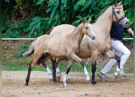 Deutsches Reitpony, Stute, Fohlen (04/2024), Falbe