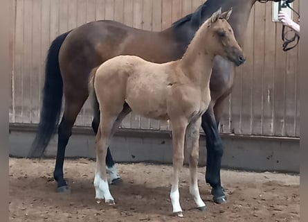 Deutsches Reitpony, Stute, Fohlen (04/2023), Falbe