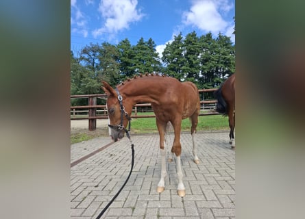 Deutsches Reitpony, Stute, Fohlen (04/2025), Fuchs