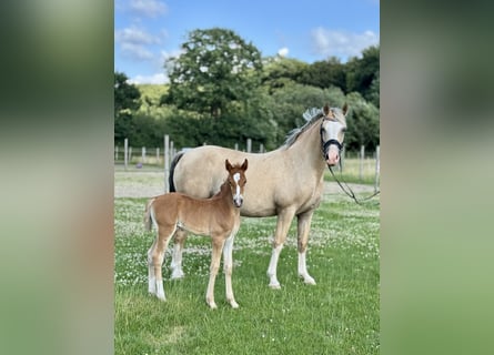 Deutsches Reitpony, Stute, , Fuchs